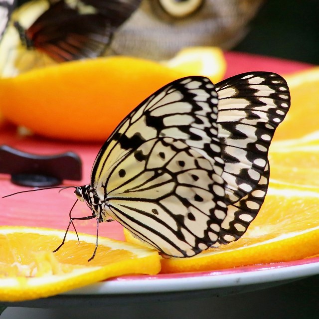 paper kite33211409166_fbd4a42379_k