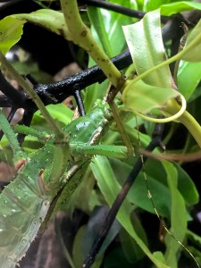 Jungle Nymph33312595406_084aa45a67_o