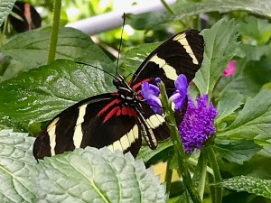 33329802812_886c002eb9_o