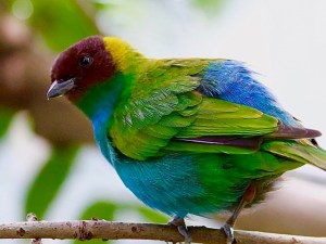 Bay-headed tanager33338335942_20e6988edf_o 2