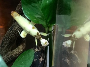 33338336702_b774edf40f_o