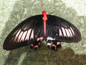 Atrophaneeura semperi33485856001_4065a40c78_o