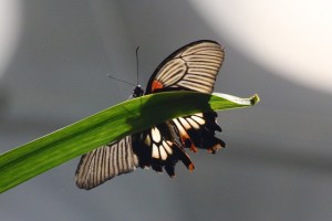 ​FemalePapiliomemnon​