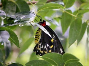 Common Green Birdwing (female&nbsp;)IMG_8176