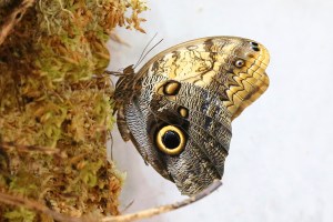 Caligo memnon23820998144_a42ff7291f_o