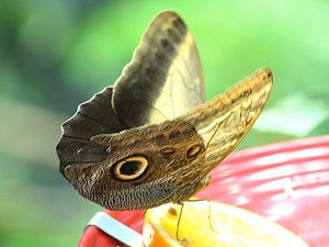 3258629265_3bbd8f38ef_o