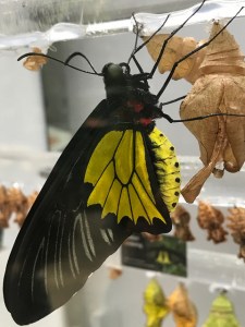 33329803712_70f166cf05_z