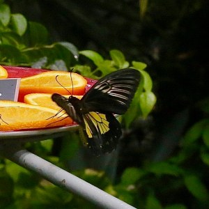 33365959661_fbab9e88f7_z