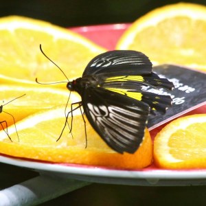 33499221055_c0bb17f106_z