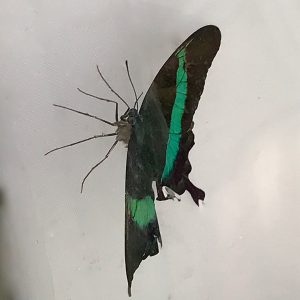 Banded Peacock33656616340_8b51c43b66_h