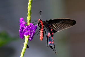 Pachliopta kotzebuea33326378114_11067c7807_z