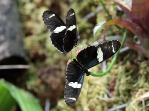 Heliconus sara3708488256_87dc56266d_o (1)