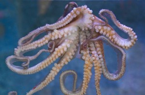 Day Ocotupus IMG_0316