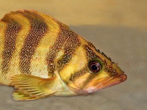 37106432941_7dfc1aa1d6_h