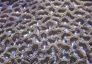 Brain Coral
